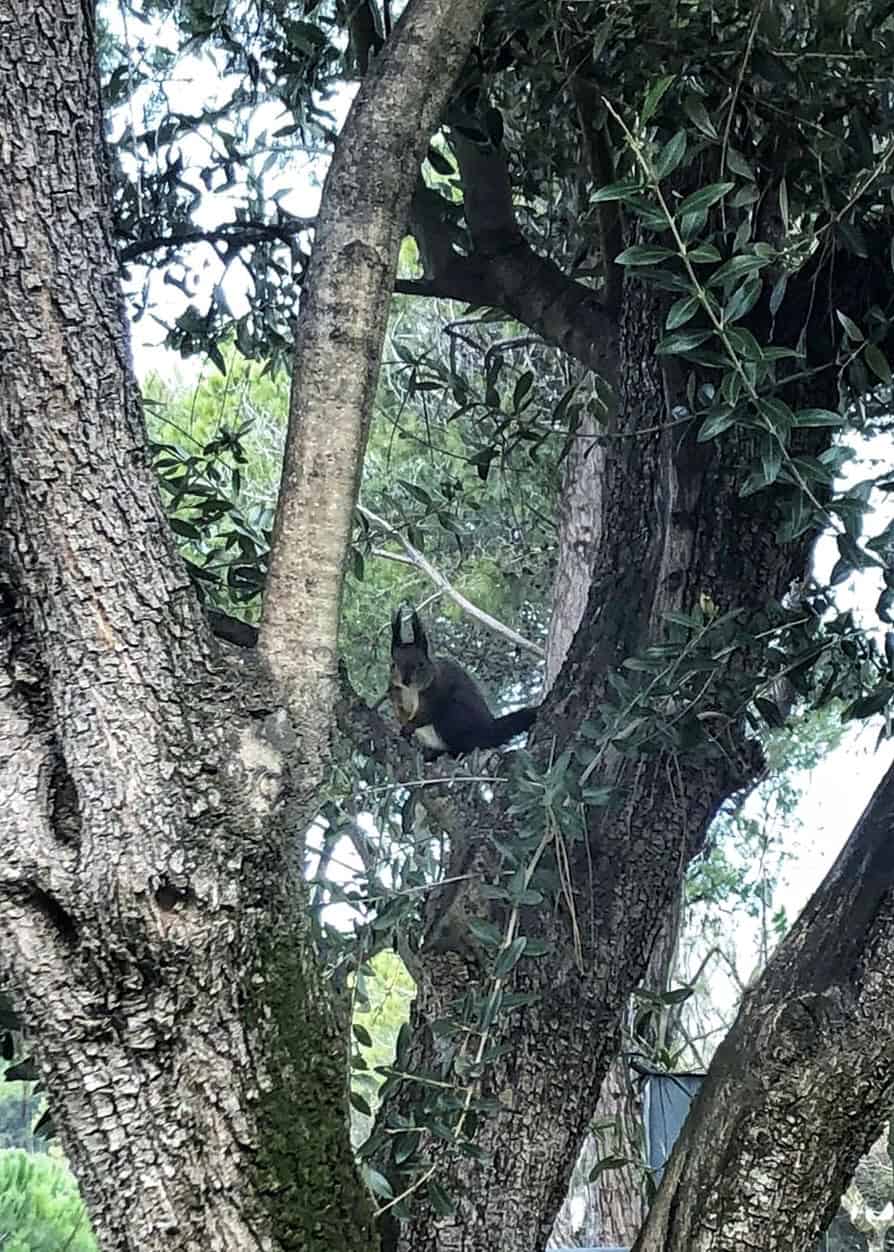 Scoiattolo su un albero del villaggio