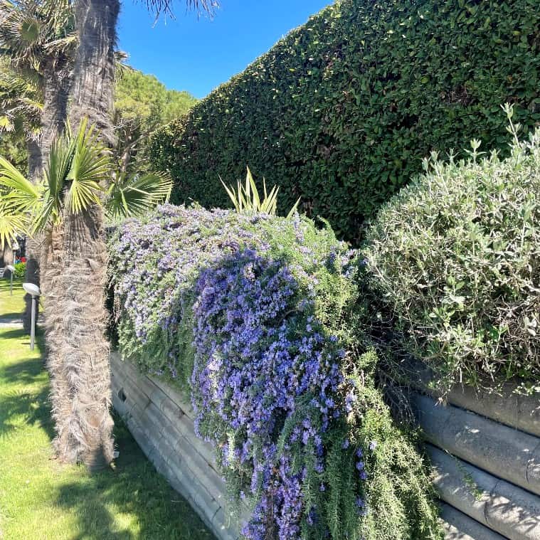 Dettaglio di una pianta di rosmarino nel Villaggio